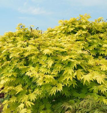 Japanischer Goldahorn Jordan 80-100cm - Acer shirasawanum Jordan