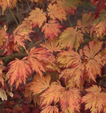 Japanischer Feuerahorn 40-60cm - Acer japonica Aconitifolium