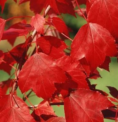 Ahorn Summer Red® 100-125cm - Acer rubrum
