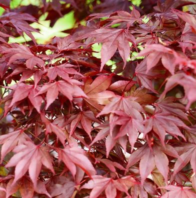 Fächerahorn Fireglow 80-100cm - Acer palmatum