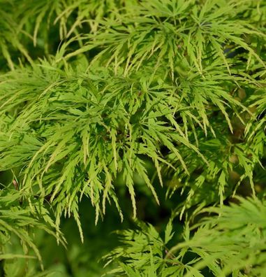 Hochstamm Fächerahorn Dissectum Viridis 80-100cm - Acer palmatum