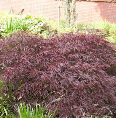 Dunkelroter Schlitz Ahorn Garnet 50-60cm - Acer palmatum