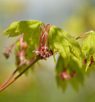 Weinblatt Ahorn 100-125cm - Acer circinatum