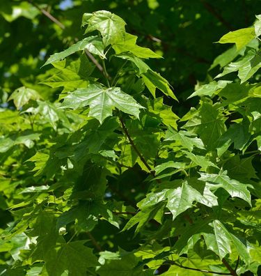 Zwerg Spitz-Ahorn Nowusch 60-80cm - Acer platanoides