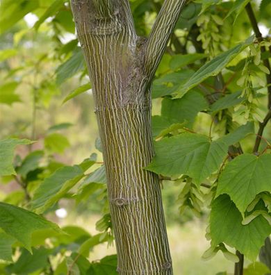 Amerikanischer Streifenahorn 80-100cm - Acer pensylvanicum
