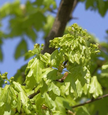 Hochstamm Säulen-Feldahorn Street Pilla 125-150cm - Acer campestre