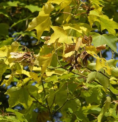 Kolchische Gold Ahorn 80-100cm - Acer cappadocicum Aureum