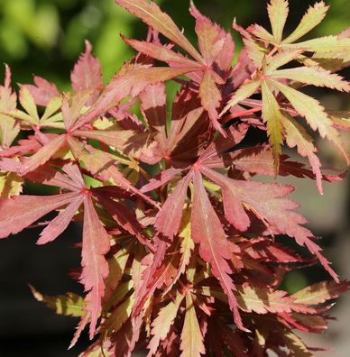 Fächerahorn Jerre Schwartz 80-100cm - Acer palmatum