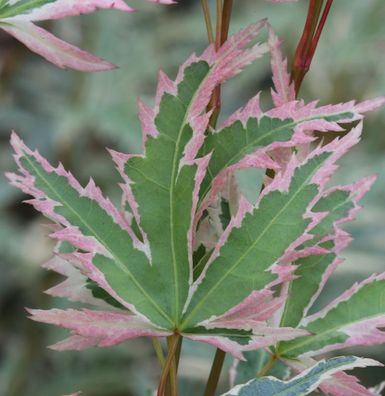 Fächerahorn Butterfly 60-80cm - Acer palmatum