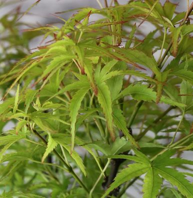 Fächerahorn Sharps Pygmy 40-50cm - Acer palmatum