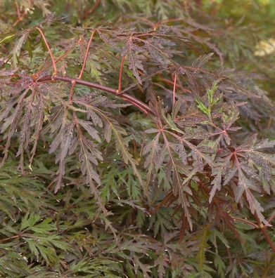 Hochstamm Fächerahorn Orangeola 100-125cm - Acer palmatum