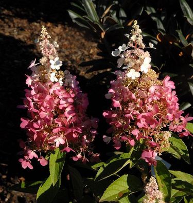 Hochstamm Rispenhortensie Pinky Winky® 60-80cm - Hydrangea paniculata