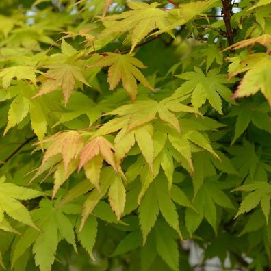 Fächerahorn Summer Gold 100-125cm - Acer palmatum