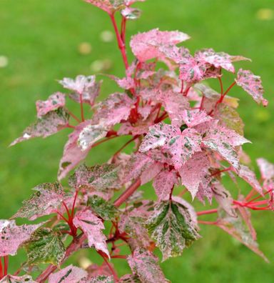 Streifenahorn Red Flamingo 80-100cm - Acer conspicuum