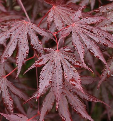 Fächer Ahorn Trompenburg 100-125cm - Acer palmatum