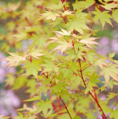Japanischer Ahorn Sango Kaku 100-125cm - Acer palmatum