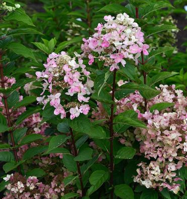Hochstamm Rispenhortensie Wims Red 60-80cm - Hydrangea paniculata