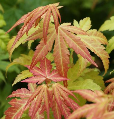 Fächerahorn Orange Dream 125-150cm - Acer palmatum
