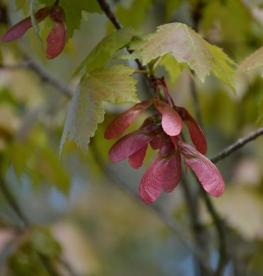 Rot Ahorn 125-150cm - Acer rubrum