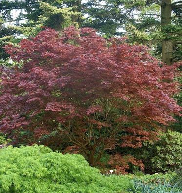 Japanischer Fächer Ahorn Rhode Island Red 60-80cm - Acer palmatum