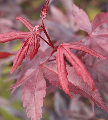 Roter Fächerahorn Bloodgood 100-125cm - Acer palmatum