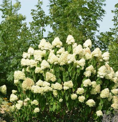 Hochstamm Rispenhortensie Skyfall 80-100cm - Hydrangea paniculata