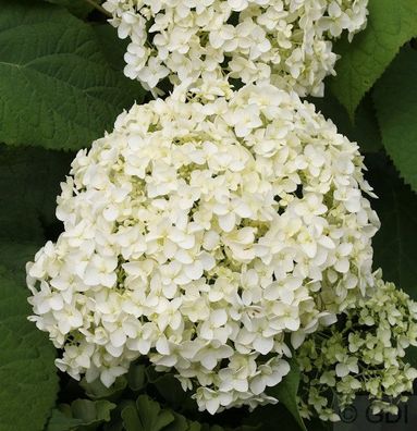 Ballhortensie Annabelle 80-100cm - Hydrangea arborescens