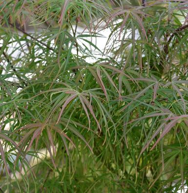 Japanischer Schlitzahorn scolopendrifolium Atropurpureum 100-125cm - Acer palmatum