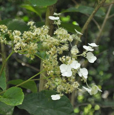 Immergrüne Kletterhortensie 80-100cm - Hydrangea seemannii