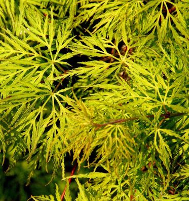 Hochstamm Schlitzfächerahorn Emerald Lace 100-125cm - Acer palmatum
