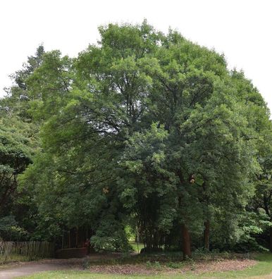 Französischer Ahorn 125-150cm - Acer monspessulanum