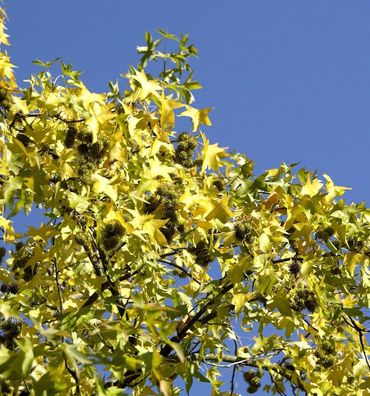 Hochstamm Amberbaum Shocks Gold 80-100cm - Liquidambar styraciflua