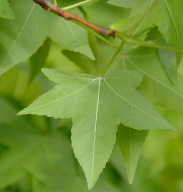 Amerikanischer Amberbaum 100-125cm - Liquidambar styraciflua