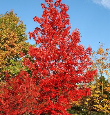 Amberbaum Lane Roberts 125-150cm - Liquidambar styraciflua