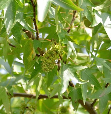 Schlankbleibender Amberbaum Worplesdon 125-150cm - Liquidambar styraciflua