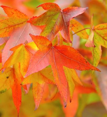 Amerikanischer Amberbaum Fame Forever 125-150cm - Liquidambar styraciflua