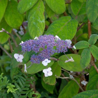 Samthortensie 80-100cm - Hydrangea sargentiana