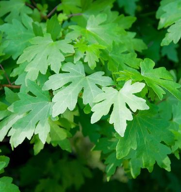 Orientalischer Amberbaum Anne Spencer 100-125cm - Liquidambar orientalis