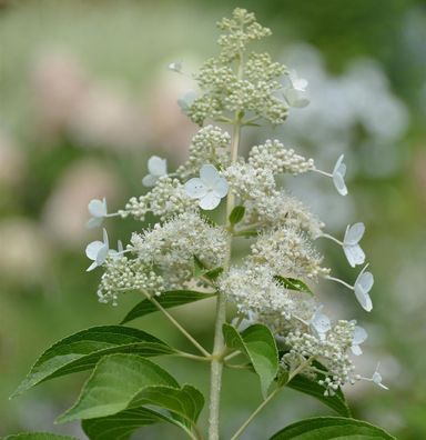 Rispenhortensie Kyushu 125-150cm - Hydrangea paniculata