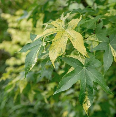 Hochstamm Amberbaum Silver King 100-125cm - Liquidambar styraciflua