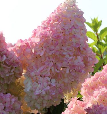 Rispenhortensie Sunday Fraise 100-125cm - Hydrangea paniculata