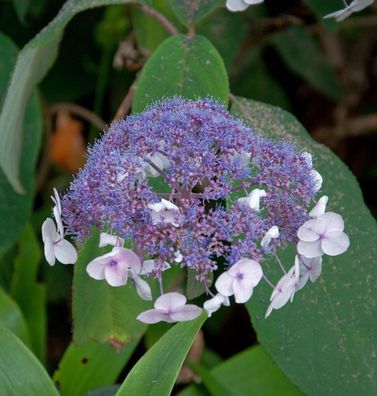 Fellhortensie 100-125cm - Hydrangea aspera