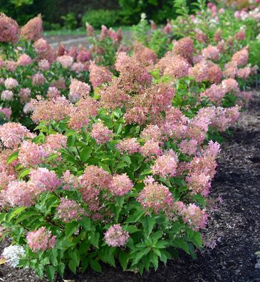 Hochstamm Rispenhortensie Early Sensation 100-125cm - Hydrangea paniculata