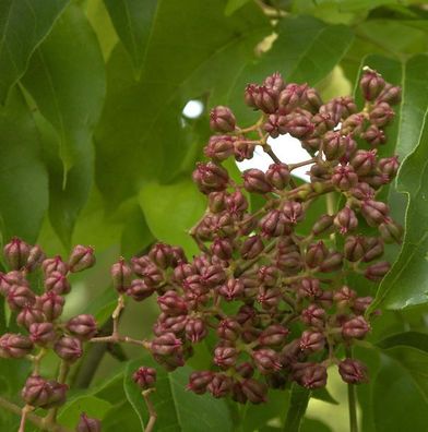 Bienenbaum - Samthaarige Stinkesche 60-80cm - Tetradium daniellii