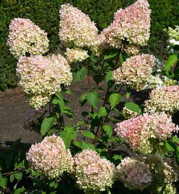 Rispenhortensie Grandiflora 125-150cm - Hydrangea paniculata