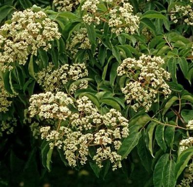 Bienenbaum 125-150cm - Euodia hupehensis