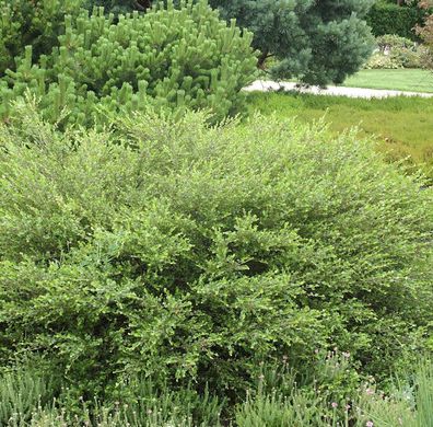 Polarbirke Zwergbirke 60-80cm - Betula nana