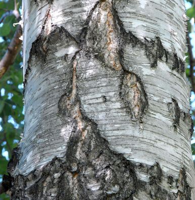 Warzenbirke 100-125cm - Betula verrucosa