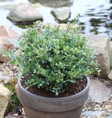Löffel Ilex Dark Green 15-20cm - Ilex crenata