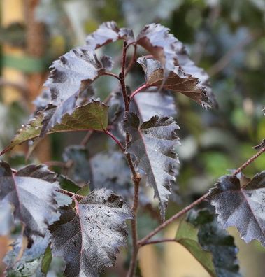 Rotblättrige Hängebirke Royal Frost 80-100cm - Betula pendula